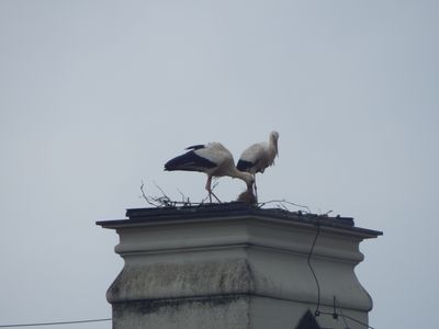 Residenzschloss Ludwigsburg, Störche auf dem Riesenbau